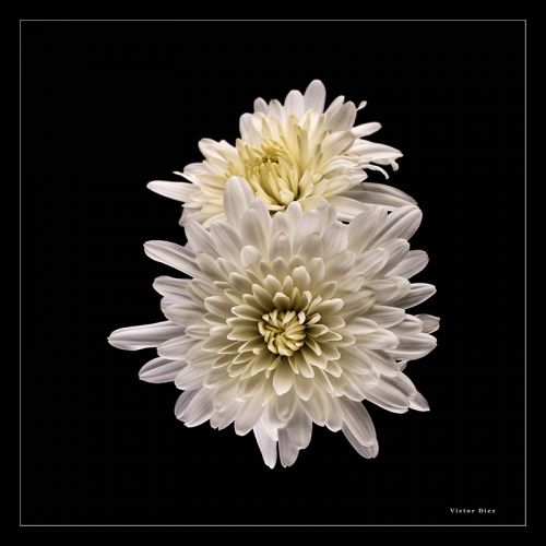 Fotografia de Vctor Dez - Galeria Fotografica: Flores - Foto: Crisantemos Blancos