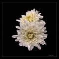 Foto de  Vctor Dez - Galería: Flores - Fotografía: Crisantemos Blancos