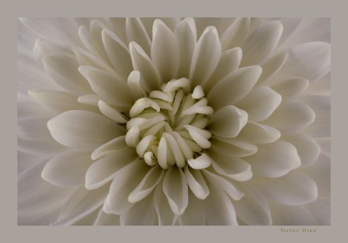 Fotografia de Vctor Dez - Galeria Fotografica: Flores - Foto: Crisantemo Blanco