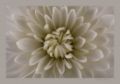 Foto de  Vctor Dez - Galería: Flores - Fotografía: Crisantemo Blanco