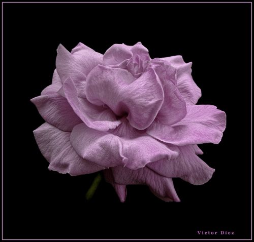 Fotografia de Vctor Dez - Galeria Fotografica: Flores - Foto: Rosa Azul