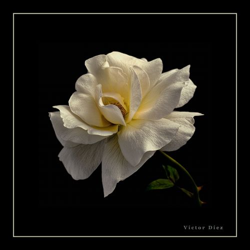 Fotografia de Vctor Dez - Galeria Fotografica: Flores - Foto: Rosa Blanca