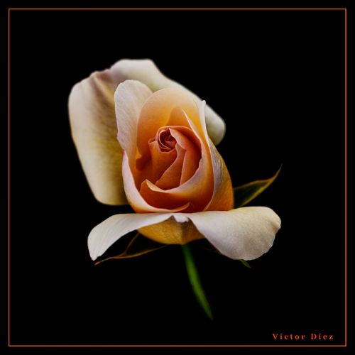 Fotografia de Vctor Dez - Galeria Fotografica: Flores - Foto: Capullo de Rosa