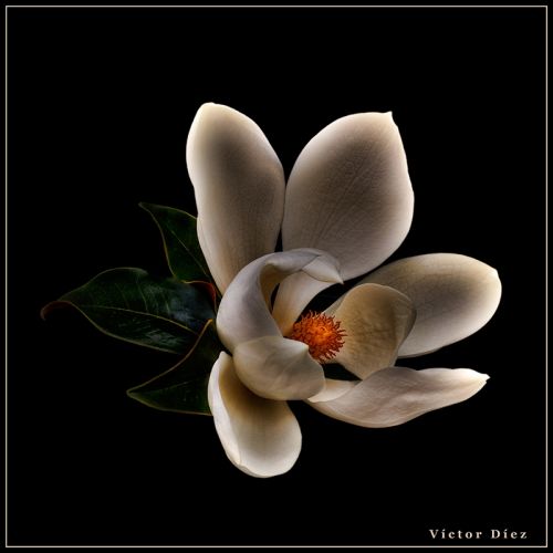 Fotografia de Vctor Dez - Galeria Fotografica: Flores - Foto: Flor de Magnolia