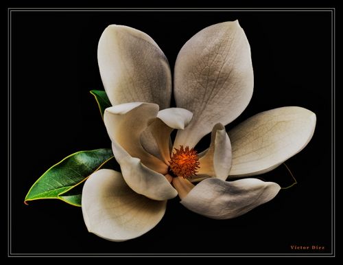 Fotografia de Vctor Dez - Galeria Fotografica: Flores - Foto: Magnolia