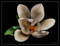 Foto de  Vctor Dez - Galería: Flores - Fotografía: Magnolia