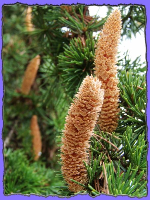 Fotografia de pedrosevillafotografia - Galeria Fotografica: Plantas y flores - Foto: Pias