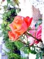Fotos de pedrosevillafotografia -  Foto: Plantas y flores - Rosa