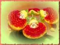 Fotos de pedrosevillafotografia -  Foto: Plantas y flores - Zapatitos de Venus