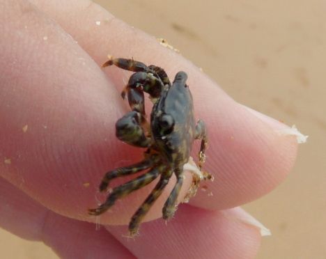 Fotografia de pedrosevillafotografia - Galeria Fotografica: Animales - Foto: Centollo