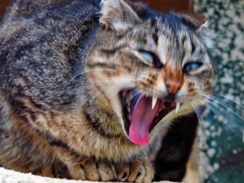 Fotografia de pedrosevillafotografia - Galeria Fotografica: Animales - Foto: Una fiera