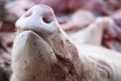 Fotografia de DANNY ALVEAL - Galeria Fotografica: matadero ilegal - Foto: 