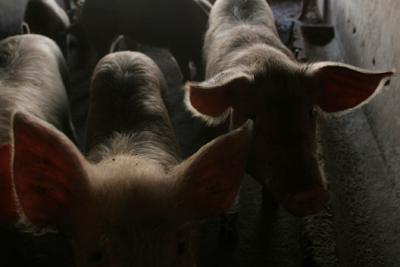 Fotografia de DANNY ALVEAL - Galeria Fotografica: matadero ilegal - Foto: 