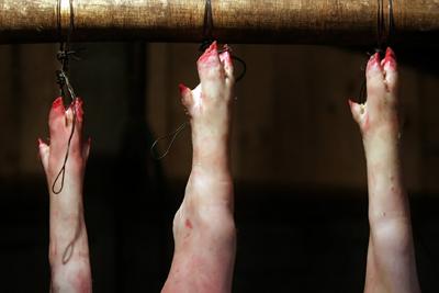 Fotografia de DANNY ALVEAL - Galeria Fotografica: matadero ilegal - Foto: 