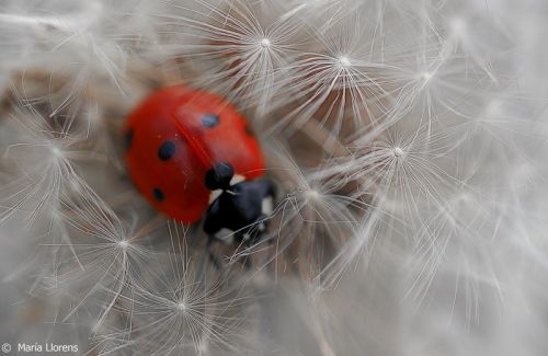 Fotografia de Maria Llorens - Galeria Fotografica: Macro - Foto: 