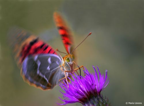 Fotografia de Maria Llorens - Galeria Fotografica: Macro - Foto: 