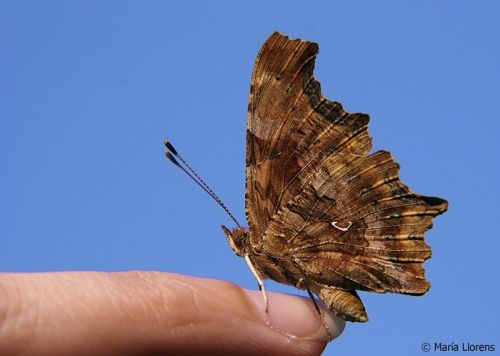 Fotografia de Maria Llorens - Galeria Fotografica: Macro - Foto: 