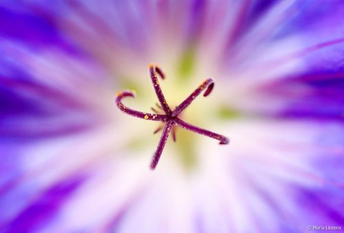 Fotografia de Maria Llorens - Galeria Fotografica: Macro - Foto: 