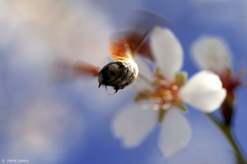 Fotografia de Maria Llorens - Galeria Fotografica: Macro - Foto: 
