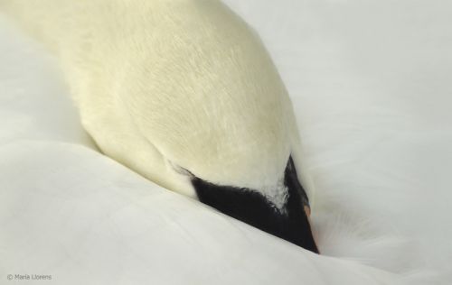 Fotografia de Maria Llorens - Galeria Fotografica: Abstracciones - Foto: 