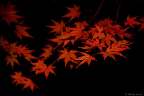 Fotografia de Maria Llorens - Galeria Fotografica: Japon - Foto: 