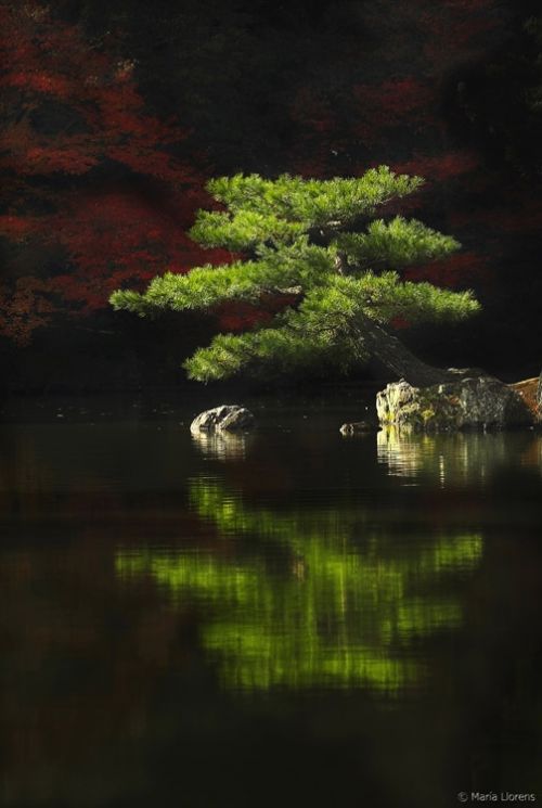 Fotografia de Maria Llorens - Galeria Fotografica: Japon - Foto: 