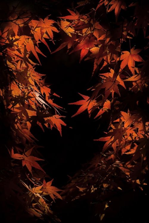 Fotografia de Maria Llorens - Galeria Fotografica: Japon - Foto: 