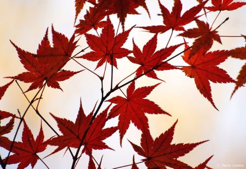 Fotografia de Maria Llorens - Galeria Fotografica: Japon - Foto: 