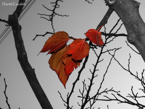 Fotografia de David Cucaln - Galeria Fotografica: Varias - Foto: Otoo