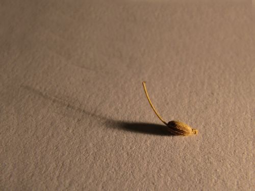 Fotografia de Josep Palom Abadias - Galeria Fotografica: Fotos  varias - Foto: Cardamomo