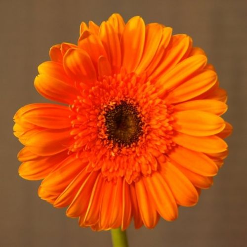 Fotografia de VICTOR IGLESIAS - Galeria Fotografica: FLORES - Foto: 