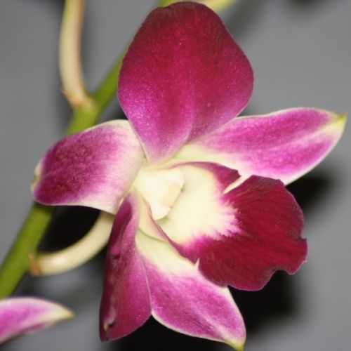 Fotografia de VICTOR IGLESIAS - Galeria Fotografica: FLORES - Foto: 