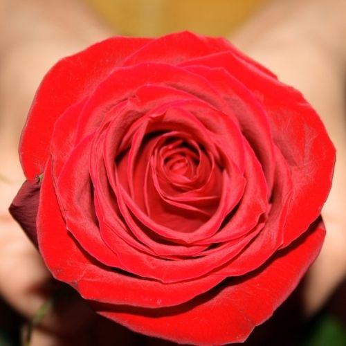 Fotografia de VICTOR IGLESIAS - Galeria Fotografica: FLORES - Foto: 