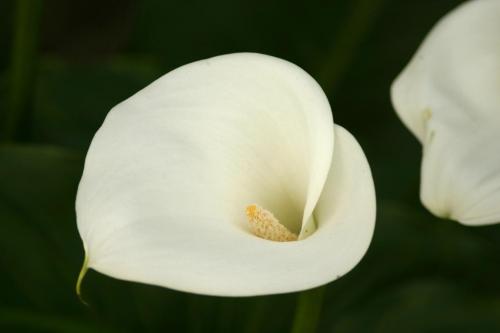 Fotografia de cmyk2004 - Galeria Fotografica: naturaleza - Foto: flor1