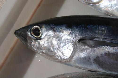 Fotografia de cmyk2004 - Galeria Fotografica: naturaleza - Foto: bonito1