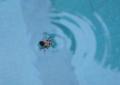 Foto de  Arnau Selga - Galería: Miscellnia - Fotografía: Abella dins piscina