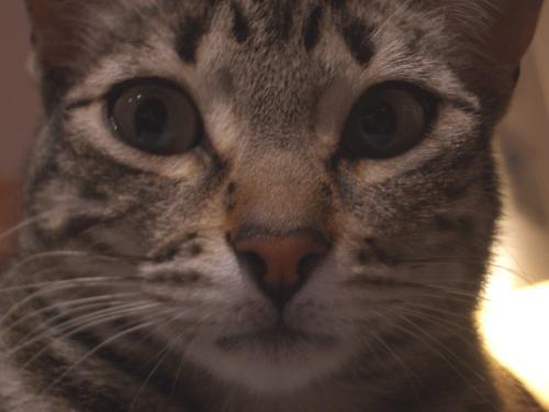 Fotografia de Arnau Selga - Galeria Fotografica: Miscellnia - Foto: 