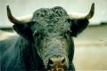 Foto de  Karina - Galería: Al toro que es una mona - Fotografía: La Nobleza