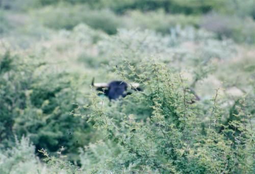 Fotografia de Karina - Galeria Fotografica: Al toro que es una mona - Foto: En la dehesa