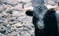 Fotos de Karina -  Foto: Al toro que es una mona - Astas