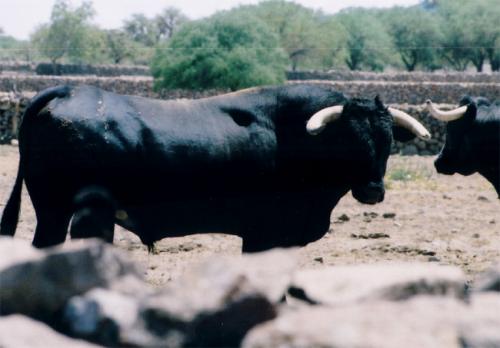 Fotografia de Karina - Galeria Fotografica: Al toro que es una mona - Foto: Negro Zaino