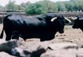 Fotos de Karina -  Foto: Al toro que es una mona - Negro Zaino