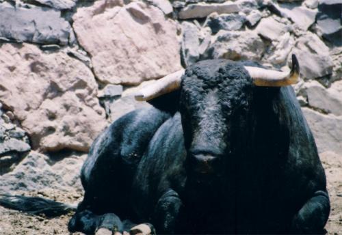 Fotografia de Karina - Galeria Fotografica: Al toro que es una mona - Foto: Sereno