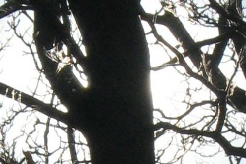 Fotografia de arboleo - Galeria Fotografica: Arboreo - Foto: eclipse de sol