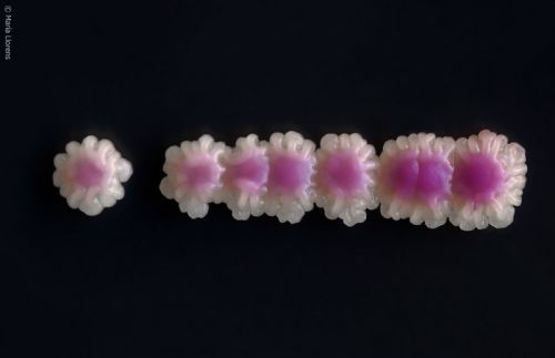 Fotografia de Maria Llorens - Galeria Fotografica: Mdica - Foto: 