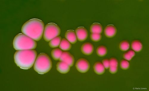 Fotografia de Maria Llorens - Galeria Fotografica: Mdica - Foto: 