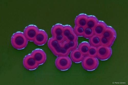 Fotografia de Maria Llorens - Galeria Fotografica: Mdica - Foto: 