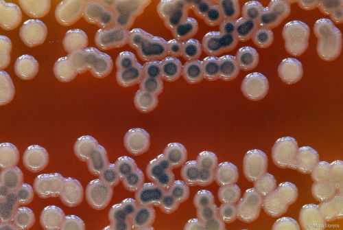 Fotografia de Maria Llorens - Galeria Fotografica: Mdica - Foto: 