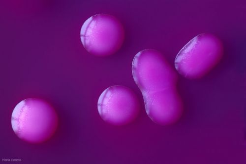 Fotografia de Maria Llorens - Galeria Fotografica: Mdica - Foto: 