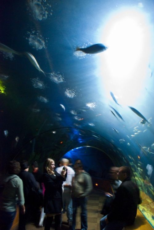 Fotografia de juliogmilat Photography - Galeria Fotografica: Oceanografico - Foto: 